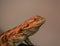 Picture of the bearded agama reptile under a red light from which it heats up. The reptile is a beautiful species with