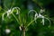 Picture of a beautiful beach spider lily Hymenocallis littoralis isolated on the green blur background