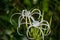 Picture of a beautiful beach spider lily Hymenocallis littoralis isolated on the green blur background