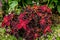 The picture of the beautiful coleus leaves.