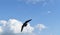 Picture of a beautiful flying seabird with a fantastic tail and lot of details.