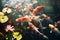 Picture of beautiful koi fish in a lotus pond