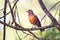 Picture of a beautiful Rufous-bellied Thrush in the feeder! (Turdus rufiventris )