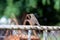 Picture of a beautiful Rufous-bellied Thrush in the feeder! (Turdus rufiventris )