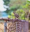 Picture of a beautiful Rufous-bellied Thrush in the feeder! (Turdus rufiventris )