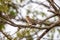 Picture of a beautiful Rufous-bellied Thrush in the feeder! (Turdus rufiventris )