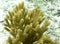 A picture of a beautiful yellow gorgonia coral