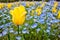 Picture of beautiful yellow tulip around mini blue flowers and green leaves