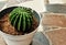 Picture of beautifull small cactus