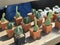 Picture of beautifully arranged cactus pots