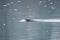 A picture of a beaver swimming along in a lake.