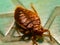 A picture of bedbug ,