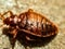 A picture of bedbug  ,