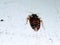 A picture of bedbug  on white floor ,