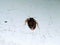 A picture of bedbug on white floor  ,