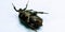 A picture of beetle on white background ,