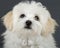 Picture of a bichon puppy