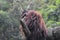 A picture of a big orangutan.
