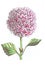 Picture of big round flower pink hydrangea