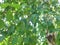 Picture of birch tree with foliage