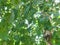 Picture of birch tree trunk with foliage