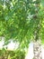 Picture of  birch tree trunk with green foliage