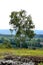 Picture Birch trees overlooking the landscape of the foothills of the Jesenik Mountains