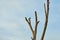 Picture of a bird at the end of dead tree