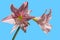 Picture of a blooming amaryllis belladonna flower with blue background