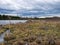 Picture with bog texture, fragments of bog plants