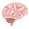 Picture of a brain on a white background. Human internal organs.