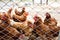 Picture of brown chicken hen in Hens poultry farm. Chickens at free range.