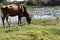 Picture of brown color cow grazing green grass in the agricultural filed near river