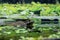 A picture of a Bull frog peeking out the water.