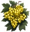 Picture of a bunch of golden grapes with grape leaves, with a white background.