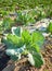 Picture of a cabbage on organic farm field with patches covered with plastic mulch