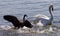 Picture with a Canada goose attacking a swan on the lake