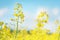 Picture of canola flower and yellow field