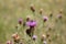 A picture captured with nice bokeh in the nature, with a bee, a spider and some colorful flowers, in Baden-Baden, Germany