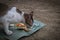 The picture captures a cat relishing its meal, showing a content expression while savoring the food.