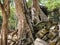 The picture captures the visual of huge tree roots intruding and causing decay to the ancient Khmer structures in Cambodia