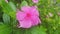 A picture of catharanthus roseus or tapak dara plant