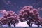 Picture of cherry purple blossom , nature, plants and trees