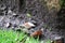 A picture of Chestnut-backed Chickadee eating the walnut .