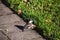 A picture of Chestnut-backed Chickadee eating the walnut .