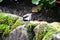 A picture of Chestnut-backed Chickadee perched on a rock.