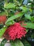 picture of Chinese ixora flower.