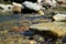 Picture of the clear water of a mountain stream