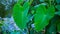 The picture of colocasia esculenta alocasia or taro. Local name of this tree in Bangladesh is Kochu, Kochu pata or kochu sak. It