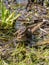 Picture with common frogs pairing in a pond, couple of frogs are sitting in the pond  in spring period